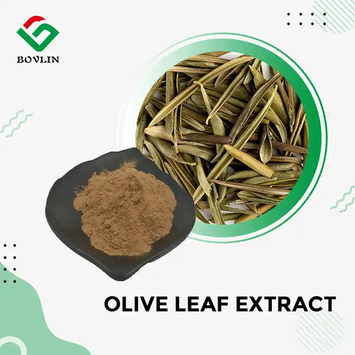 Olive Leaf Extract Powder Olive Leaf Extract Powder